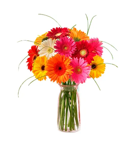 send 12 gerberas to philippines